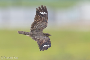 Savanna Nightjar-120729-100EOS1D-FY1X2153-W.jpg