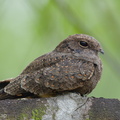 Savanna_Nightjar-190828-119EOS1D-F1X24830-W.jpg