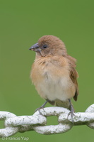 Scaly-breasted Munia-100801-102EOS7D-IMG_3311-W.jpg (3990 visits) Scaly-breasted Munia at Lower Peirce Reservoir Park Scaly-breasted Munia-100801-102EOS7D-IMG_3311-W.jpg