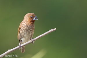 Scaly-breasted Munia-110723-104EOS1D-FYAP2100-W.jpg (4091 visits) Scaly-breasted Munia at Lorong Halus Scaly-breasted Munia-110723-104EOS1D-FYAP2100-W.jpg