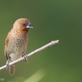 Scaly-breasted_Munia-110723-104EOS1D-FYAP2100-W.jpg