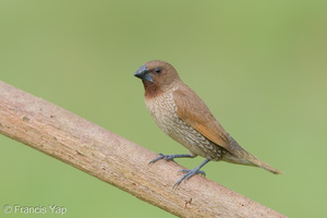 Scaly-breasted Munia-170701-100ND500-FYP_5792-W.jpg (4163 visits) Scaly-breasted Munia at Punggol Scaly-breasted Munia-170701-100ND500-FYP_5792-W.jpg