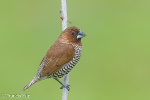 Scaly-breasted Munia-171016-113EOS1D-F1X27919-W.jpg (4361 visits) Scaly-breasted Munia at Marina East Drive Scaly-breasted Munia-171016-113EOS1D-F1X27919-W.jpg