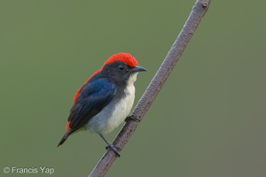 Scarlet-backed Flowerpecker-141120-100EOS7D-FY7D5112-W.jpg (1425 visits) Scarlet-backed Flowerpecker at Jelutong Tower Scarlet-backed Flowerpecker-141120-100EOS7D-FY7D5112-W.jpg