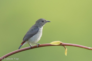 Scarlet-backed Flowerpecker-160928-104EOS1D-F1X27417-W.jpg (4477 visits) Scarlet-backed Flowerpecker at Jelutong Tower Scarlet-backed Flowerpecker-160928-104EOS1D-F1X27417-W.jpg