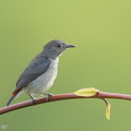 Scarlet-backed_Flowerpecker-160928-104EOS1D-F1X27417-W.jpg