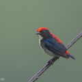 Scarlet-backed_Flowerpecker-161111-106EOS1D-F1X28915-W.jpg