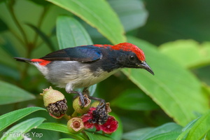 Scarlet-backed Flowerpecker-210607-112MSDCF-FRY06266-W.jpg (2572 visits) Scarlet-backed Flowerpecker at Bukit Timah summit Scarlet-backed Flowerpecker-210607-112MSDCF-FRY06266-W.jpg