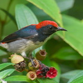 Scarlet-backed Flowerpecker-210607-112MSDCF-FRY06546-W.jpg