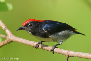 Scarlet-backed Flowerpecker-250605-108FRYAP-FYA08263-W.jpg (1158 visits) Scarlet-backed Flowerpecker at Singapore Quarry Scarlet-backed Flowerpecker-250605-108FRYAP-FYA08263-W.jpg