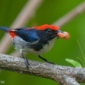 Scarlet-backed Flowerpecker-251115-133FRYAP-FYA01056-W.jpg