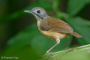 Short-tailed Babbler-110917-105EOS1D-FYAP1821-W.jpg (1098 visits) Short-tailed Babbler at Windsor Nature Park Short-tailed Babbler-110917-105EOS1D-FYAP1821-W.jpg