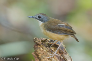 Short-tailed Babbler-120330-110EOS1D-FYAP2514-W.jpg (1136 visits) Short-tailed Babbler at Rifle Range Link Short-tailed Babbler-120330-110EOS1D-FYAP2514-W.jpg