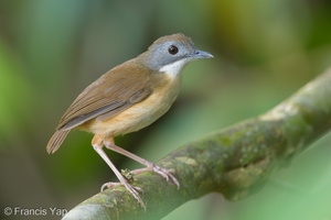 Short-tailed Babbler-150408-120EOS1D-FY1X4648-W.jpg (1139 visits) Short-tailed Babbler at Rifle Range Link Short-tailed Babbler-150408-120EOS1D-FY1X4648-W.jpg