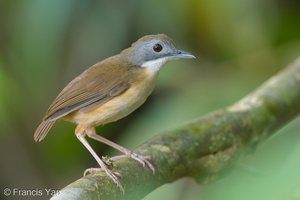 Short-tailed Babbler-150408-120EOS1D-FY1X4651-W.jpg (1099 visits) Short-tailed Babbler at Rifle Range Link Short-tailed Babbler-150408-120EOS1D-FY1X4651-W.jpg