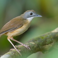 Short-tailed_Babbler-150408-120EOS1D-FY1X4651-W.jpg