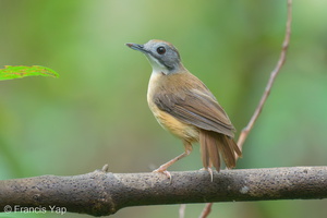 Short-tailed Babbler-210613-114MSDCF-FRY00090-W.jpg (1118 visits) Short-tailed Babbler at Upper Peirce Reservoir Park Short-tailed Babbler-210613-114MSDCF-FRY00090-W.jpg