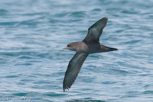 Short-tailed Shearwater-180505-109ND500-FYP_5814-W.jpg (3984 visits) Short-tailed Shearwater at Singapore Strait Short-tailed Shearwater-180505-109ND500-FYP_5814-W.jpg
