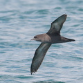 Short-tailed_Shearwater-180505-109ND500-FYP_5814-W.jpg