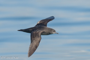 Short-tailed Shearwater-210425-108MSDCF-FRY07400-W.jpg (4282 visits) Short-tailed Shearwater at Singapore Strait Short-tailed Shearwater-210425-108MSDCF-FRY07400-W.jpg