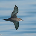 Short-tailed_Shearwater-210425-108MSDCF-FRY07416-W.jpg