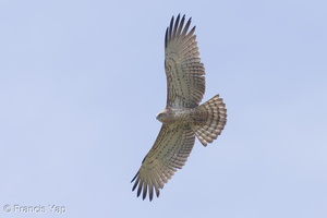 Short-toed Snake Eagle-121223-104EOS1D-FY1X8647-W.jpg
