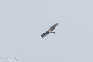 Short-toed Snake Eagle-131024-111EOS1D-FY1X0123-W.jpg