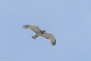 Short-toed Snake Eagle-241108-251MSDCF-FYP01289-W.jpg