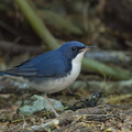 Siberian_Blue_Robin-170108-108EOS1D-F1X28374-W.jpg