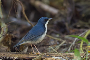 Siberian Blue Robin-170108-108EOS1D-F1X29157-W.jpg