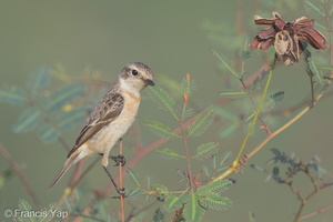 Siberian Stonechat-150227-101EOS7D-FY7D7807-W.jpg