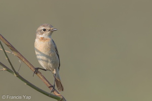 Siberian Stonechat-150227-101EOS7D-FY7D8378-W.jpg