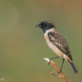 Siberian_Stonechat-200118-110MSDCF-FYP05144-W.jpg