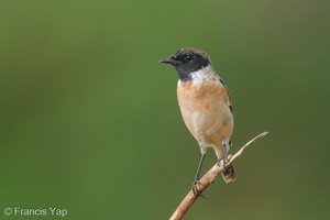 Siberian Stonechat-200118-110MSDCF-FYP05171-W.jpg