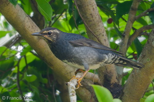 Siberian Thrush-171128-106ND500-FYP_1038-W.jpg