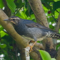 Siberian_Thrush-171128-106ND500-FYP_1038-W.jpg