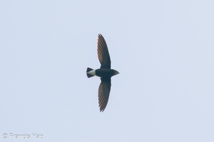 Silver-backed Needletail-201118-124MSDCF-FYP08383-W.jpg (4345 visits) Silver-backed Needletail at Bukit Timah summit Silver-backed Needletail-201118-124MSDCF-FYP08383-W.jpg