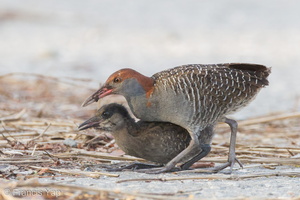 Slaty-breasted Rail-110701-103EOS1D-FYAP9650-W.jpg (4280 visits) Slaty-breasted Rail at Lorong Halus Slaty-breasted Rail-110701-103EOS1D-FYAP9650-W.jpg