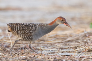 Slaty-breasted Rail-110701-103EOS1D-FYAP9801-W.jpg (4213 visits) Slaty-breasted Rail at Lorong Halus Slaty-breasted Rail-110701-103EOS1D-FYAP9801-W.jpg