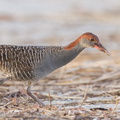 Slaty-breasted_Rail-110701-103EOS1D-FYAP9801-W.jpg