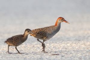 Slaty-breasted Rail-110701-103EOS1D-FYAP9817-W.jpg (4140 visits) Slaty-breasted Rail at Lorong Halus Slaty-breasted Rail-110701-103EOS1D-FYAP9817-W.jpg