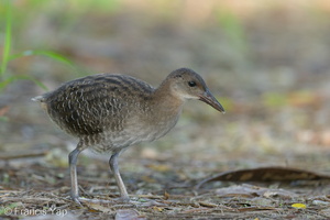Slaty-breasted Rail-120726-100EOS1D-FY1X0727-W.jpg (4104 visits) Slaty-breasted Rail at Lorong Halus Slaty-breasted Rail-120726-100EOS1D-FY1X0727-W.jpg