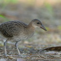 Slaty-breasted_Rail-120726-100EOS1D-FY1X0727-W.jpg