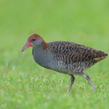 Slaty-breasted Rail-251215-144FRYAP-FYA08690-W.jpg