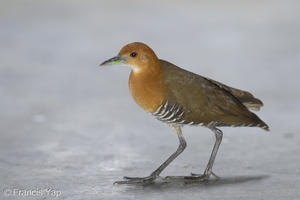 Slaty-legged Crake-181229-117EOS1D-F1X27664-W.jpg (4097 visits) Slaty-legged Crake at Haig Court Slaty-legged Crake-181229-117EOS1D-F1X27664-W.jpg