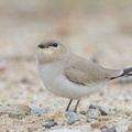 Small_Pratincole-121206-104EOS1D-FY1X3846-W.jpg