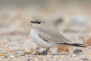 Small Pratincole-121206-104EOS1D-FY1X3883-W.jpg