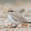 Small_Pratincole-121206-104EOS1D-FY1X3883-W.jpg