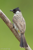 Sooty-headed Bulbul-120624-111EOS1D-FYAP9363-W.jpg (4158 visits) Sooty-headed Bulbul at Lorong Halus Sooty-headed Bulbul-120624-111EOS1D-FYAP9363-W.jpg