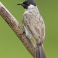 Sooty-headed_Bulbul-120624-111EOS1D-FYAP9363-W.jpg
